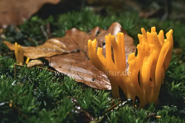 Fokus-Natur Bild