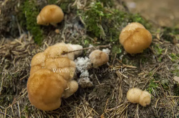 Fokus-Natur Bild