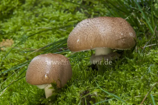 Fokus-Natur Bild