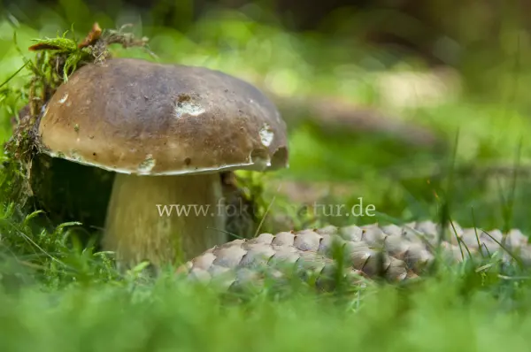 Fokus-Natur Bild