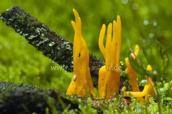 Fokus-Natur Bild