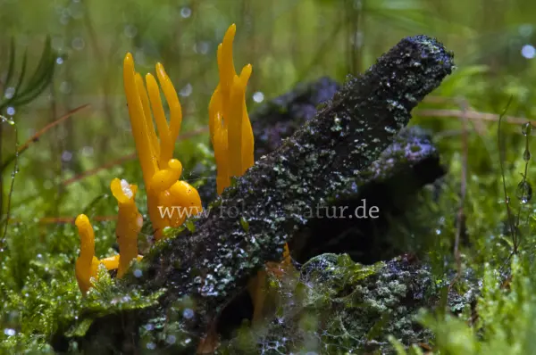 Fokus-Natur Bild