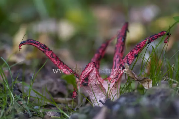 Fokus-Natur Bild