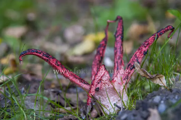 Fokus-Natur Bild