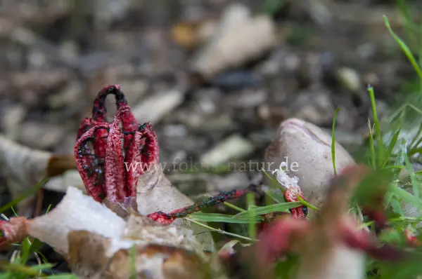 Fokus-Natur Bild