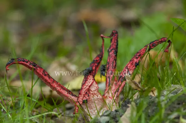 Fokus-Natur Bild