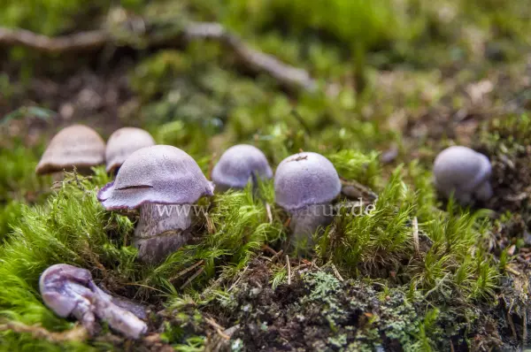 Fokus-Natur Bild