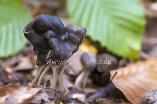 Fokus-Natur Bild