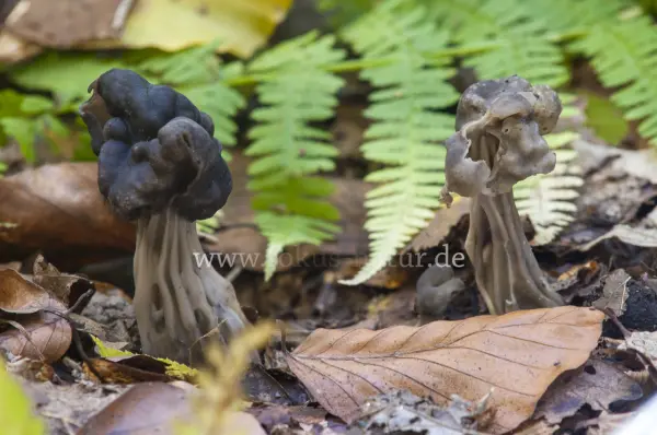 Fokus-Natur Bild