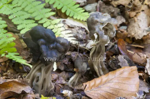 Fokus-Natur Bild