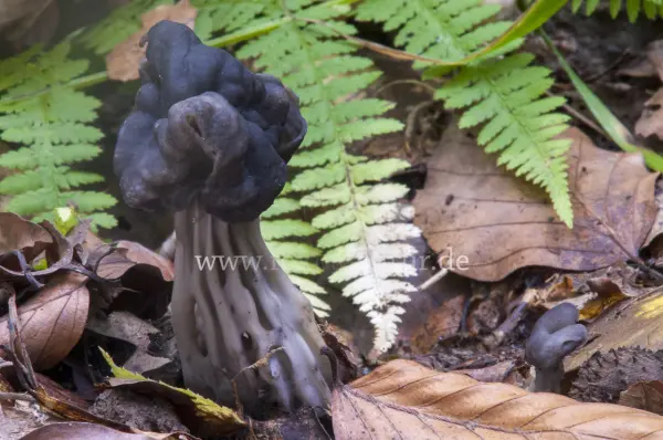Fokus-Natur Bild