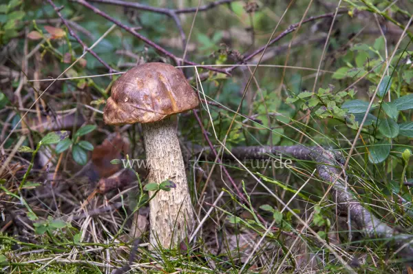 Fokus-Natur Bild