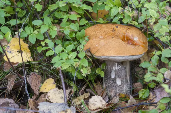 Fokus-Natur Bild