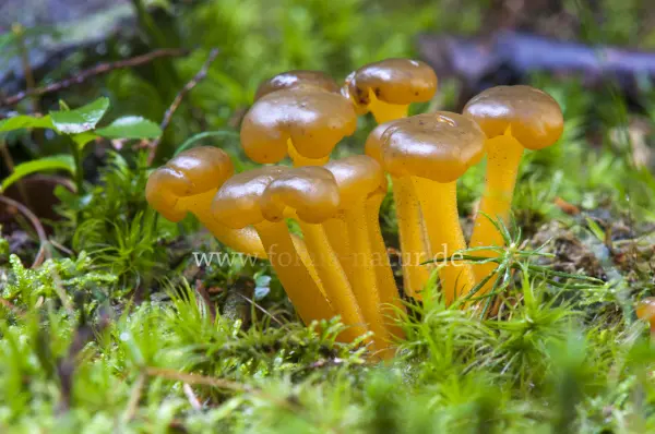 Fokus-Natur Bild