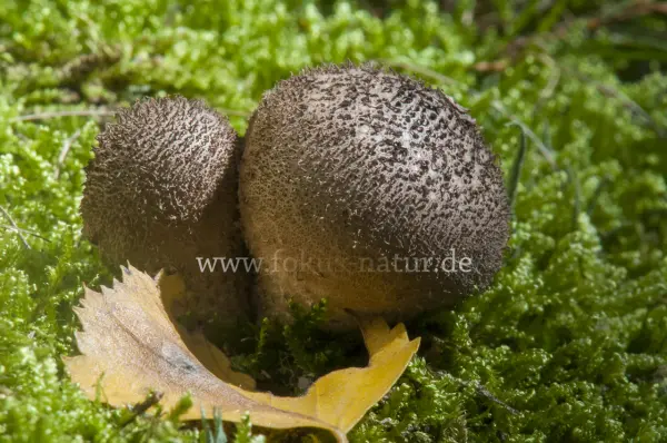 Fokus-Natur Bild