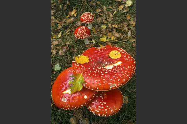 Fokus-Natur Bild