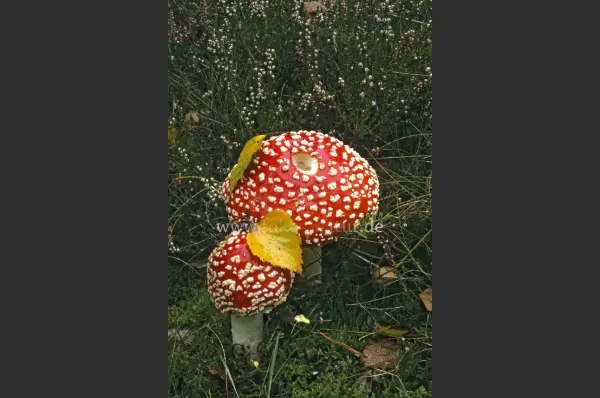 Fokus-Natur Bild