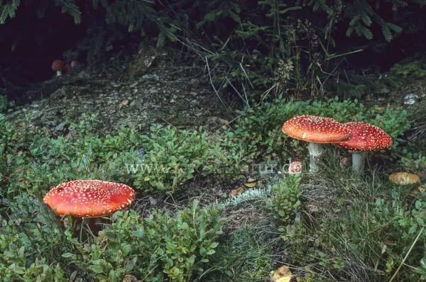 Fokus-Natur Bild