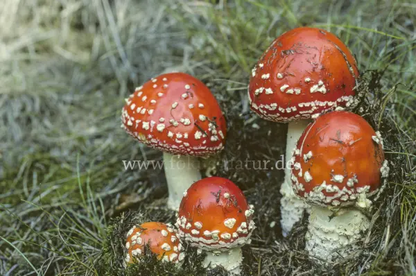 Fokus-Natur Bild