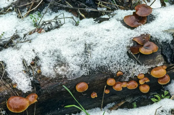 Fokus-Natur Bild