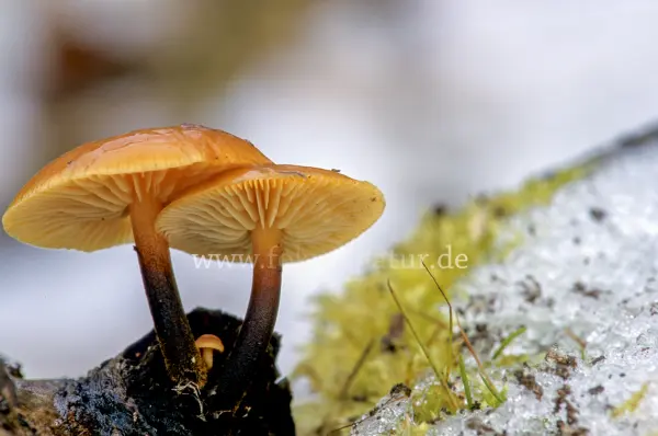 Fokus-Natur Bild