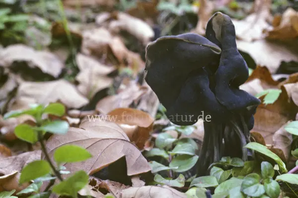Fokus-Natur Bild