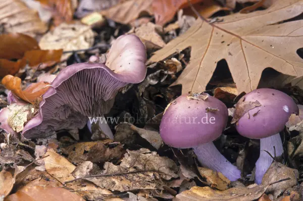 Fokus-Natur Bild