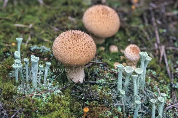 Fokus-Natur Bild
