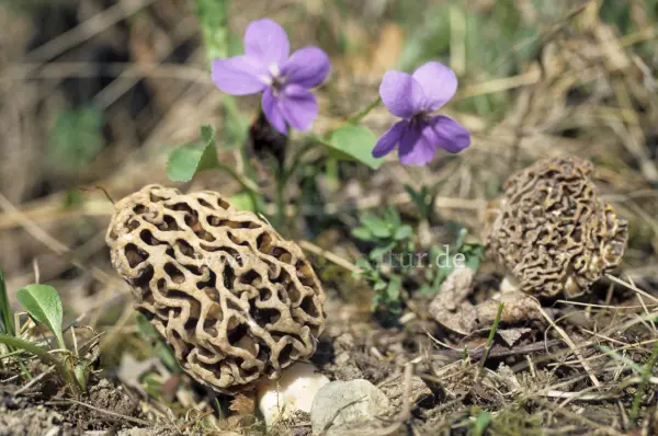 Fokus-Natur Bild