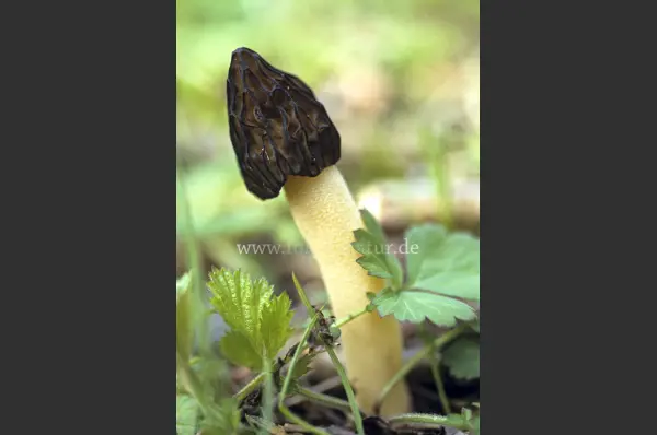 Fokus-Natur Bild