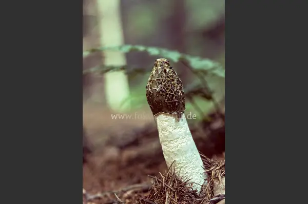 Fokus-Natur Bild