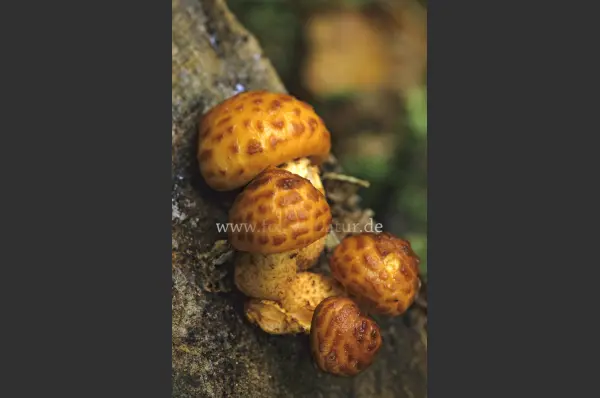 Fokus-Natur Bild