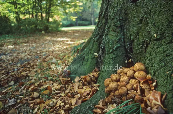 Fokus-Natur Bild