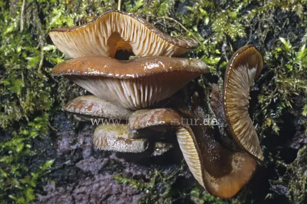 Fokus-Natur Bild