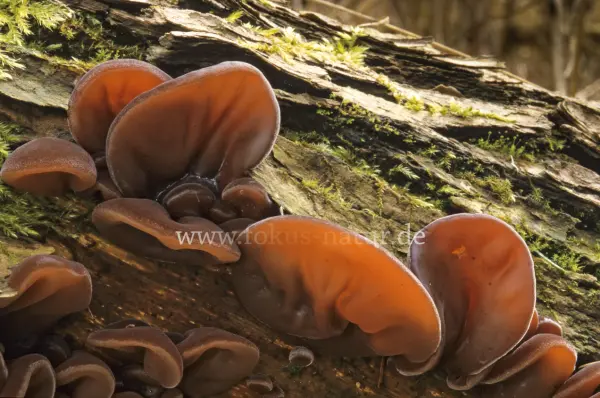 Fokus-Natur Bild