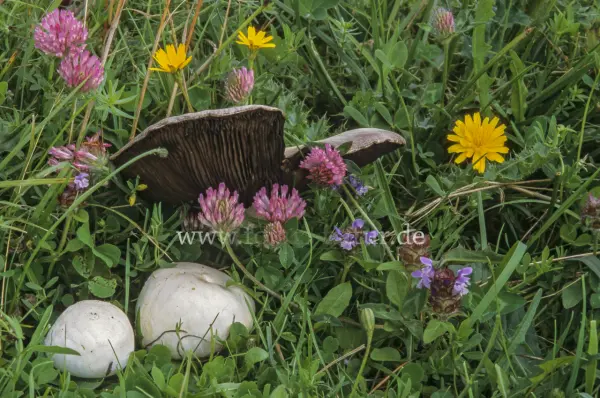 Fokus-Natur Bild