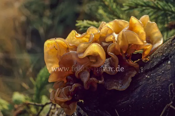 Fokus-Natur Bild