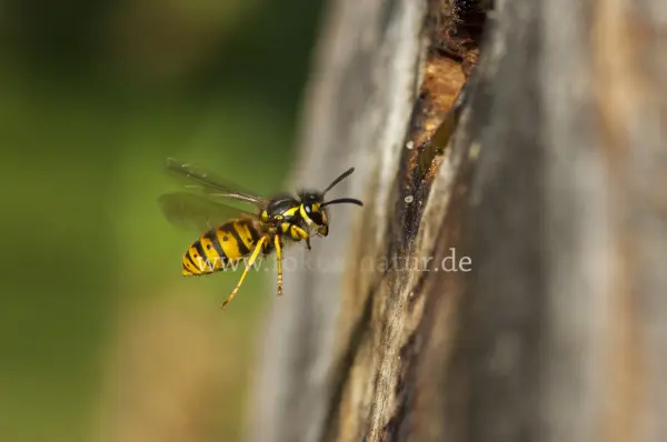 Fokus-Natur Bild