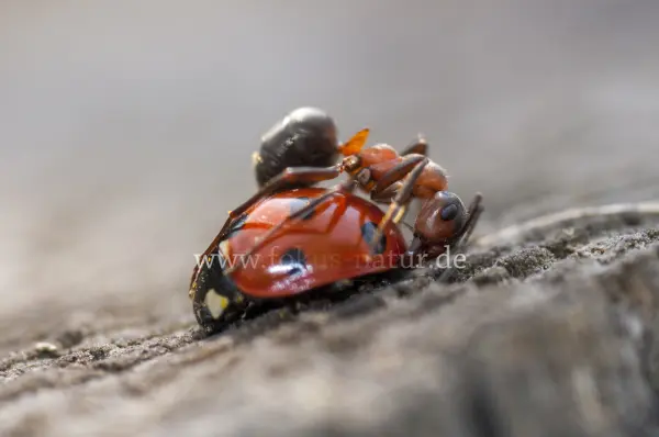 Fokus-Natur Bild