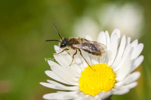 Fokus-Natur Bild