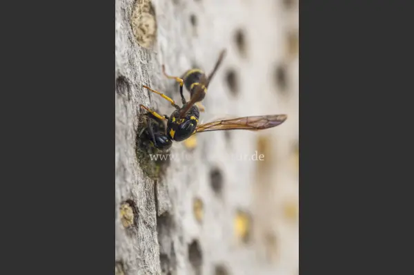 Fokus-Natur Bild