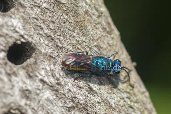 Fokus-Natur Bild