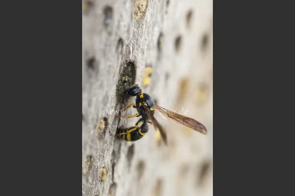 Fokus-Natur Bild