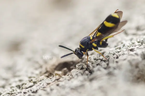 Fokus-Natur Bild