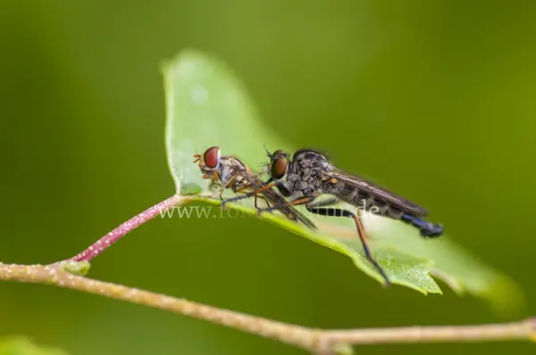 Fokus-Natur Bild
