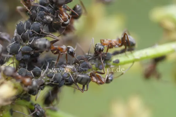 Fokus-Natur Bild