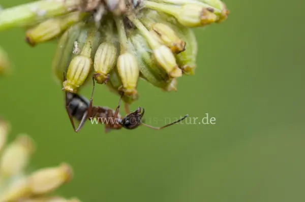 Fokus-Natur Bild