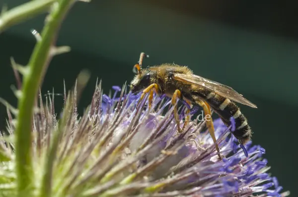 Fokus-Natur Bild