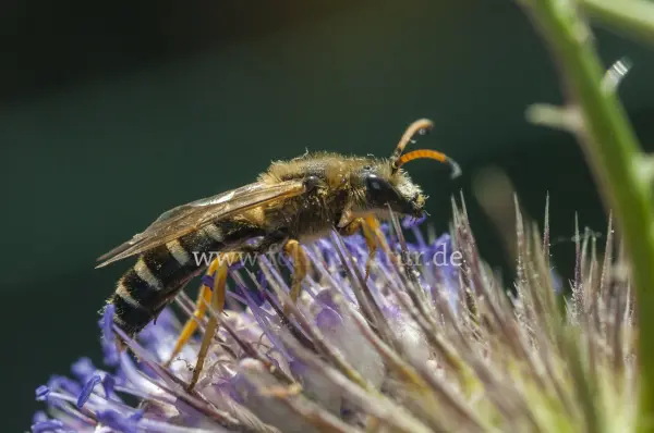Fokus-Natur Bild