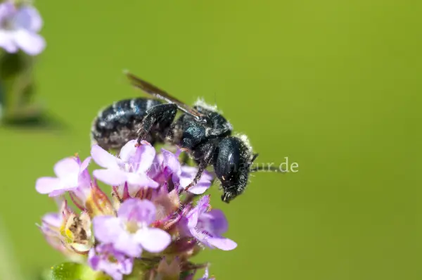Fokus-Natur Bild